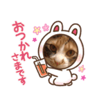 三毛猫のあずきちゃん（個別スタンプ：32）