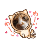 三毛猫のあずきちゃん（個別スタンプ：33）