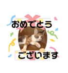 三毛猫のあずきちゃん（個別スタンプ：34）