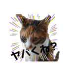 三毛猫のあずきちゃん（個別スタンプ：38）