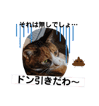 三毛猫のあずきちゃん（個別スタンプ：39）