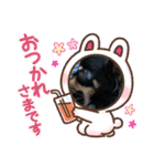 anjewel vol  7 チワワ（個別スタンプ：13）