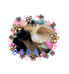 anjewel vol  7 チワワ（個別スタンプ：15）