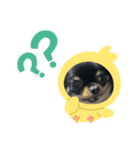anjewel vol  7 チワワ（個別スタンプ：16）
