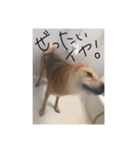 おおさか家（個別スタンプ：16）