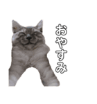わたし宅の猫（個別スタンプ：4）