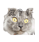 わたし宅の猫（個別スタンプ：8）