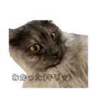 わたし宅の猫（個別スタンプ：13）