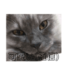 わたし宅の猫（個別スタンプ：14）