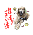 おっとりゴールデンりんなスタンプ（個別スタンプ：1）