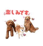 おっとりゴールデンりんなスタンプ（個別スタンプ：5）