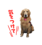 おっとりゴールデンりんなスタンプ（個別スタンプ：6）