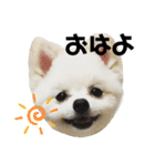 ポメラニアンのぽんたろうくん✰*。（個別スタンプ：1）