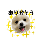ポメラニアンのぽんたろうくん✰*。（個別スタンプ：3）