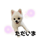 ポメラニアンのぽんたろうくん✰*。（個別スタンプ：5）