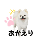 ポメラニアンのぽんたろうくん✰*。（個別スタンプ：6）