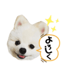 ポメラニアンのぽんたろうくん✰*。（個別スタンプ：7）