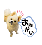ポメラニアンのぽんたろうくん✰*。（個別スタンプ：8）