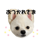 ポメラニアンのぽんたろうくん✰*。（個別スタンプ：9）