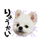 ポメラニアンのぽんたろうくん✰*。（個別スタンプ：10）