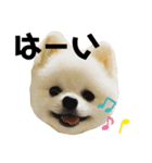 ポメラニアンのぽんたろうくん✰*。（個別スタンプ：11）