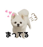 ポメラニアンのぽんたろうくん✰*。（個別スタンプ：12）