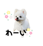 ポメラニアンのぽんたろうくん✰*。（個別スタンプ：13）