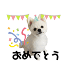 ポメラニアンのぽんたろうくん✰*。（個別スタンプ：14）