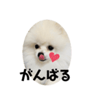 ポメラニアンのぽんたろうくん✰*。（個別スタンプ：15）