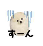 ポメラニアンのぽんたろうくん✰*。（個別スタンプ：17）