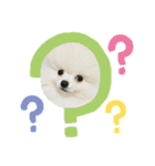 ポメラニアンのぽんたろうくん✰*。（個別スタンプ：18）
