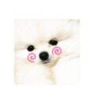 ポメラニアンのぽんたろうくん✰*。（個別スタンプ：22）