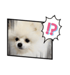 ポメラニアンのぽんたろうくん✰*。（個別スタンプ：24）