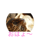 箱入りムスメ凛（個別スタンプ：1）