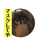 チワワのなんでもひとこと（個別スタンプ：5）