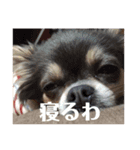 チワワのなんでもひとこと（個別スタンプ：6）