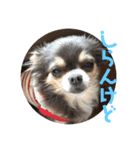 チワワのなんでもひとこと（個別スタンプ：7）