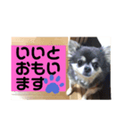チワワのなんでもひとこと（個別スタンプ：8）