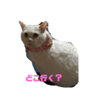 こゆきと一緒（個別スタンプ：1）