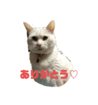 こゆきと一緒（個別スタンプ：8）
