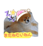 ポメラニアン、ラブの日々5（個別スタンプ：2）