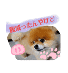 ポメラニアン、ラブの日々5（個別スタンプ：3）