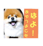 ポメラニアン、ラブの日々5（個別スタンプ：4）