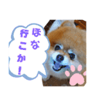 ポメラニアン、ラブの日々5（個別スタンプ：6）