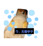 ポメラニアン、ラブの日々5（個別スタンプ：7）