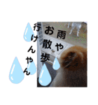 ポメラニアン、ラブの日々5（個別スタンプ：12）