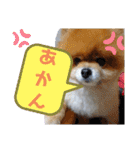ポメラニアン、ラブの日々5（個別スタンプ：14）