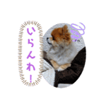 ポメラニアン、ラブの日々5（個別スタンプ：15）