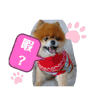 ポメラニアン、ラブの日々5（個別スタンプ：16）