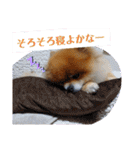 ポメラニアン、ラブの日々5（個別スタンプ：18）